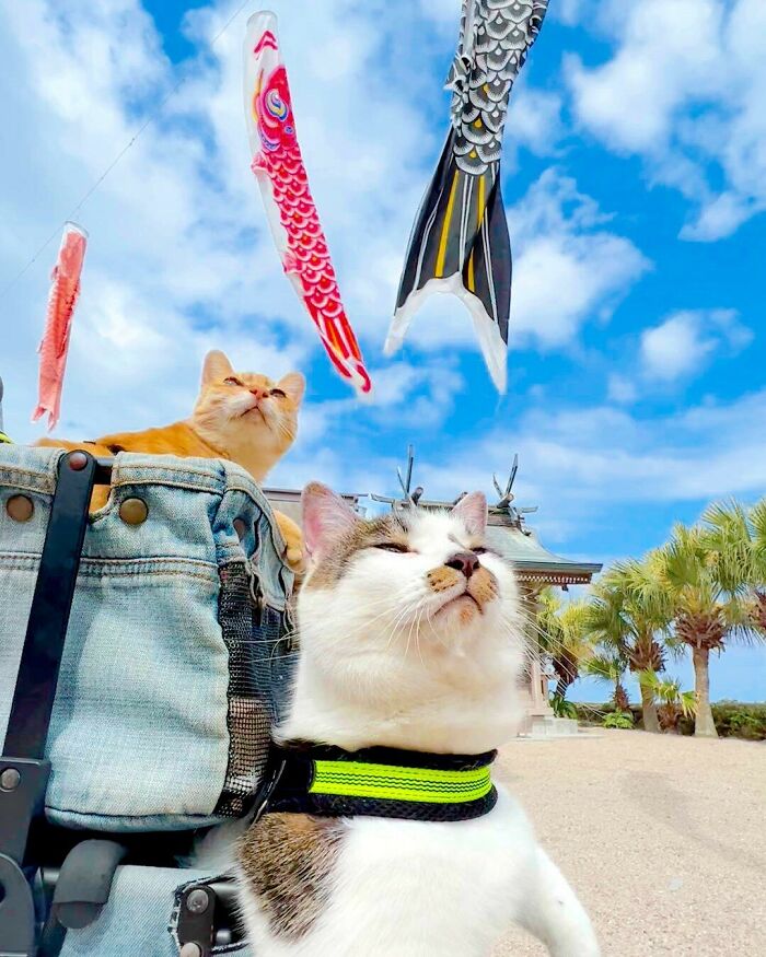 Owner Takes His 2 Cats On His Travels Around Japan And Their Instagram Is Purrfect (New Pics)