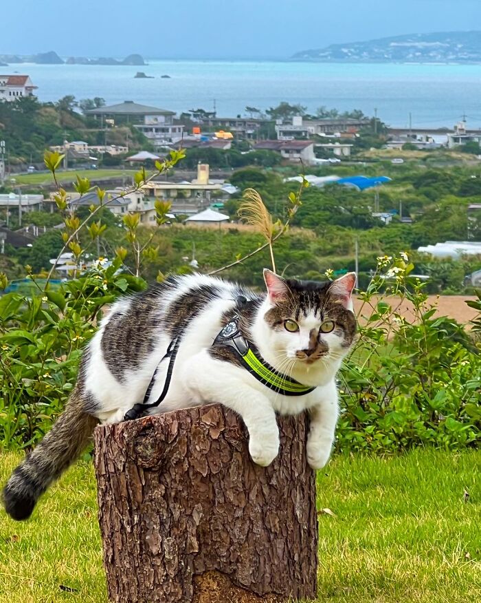 Owner Takes His 2 Cats On His Travels Around Japan And Their Instagram Is Purrfect (New Pics)