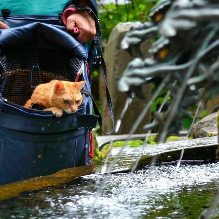 Owner Takes His 2 Cats On His Travels Around Japan And Their Instagram Is Purrfect (New Pics)