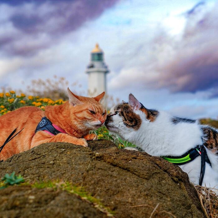 Owner Takes His 2 Cats On His Travels Around Japan And Their Instagram Is Purrfect (New Pics)