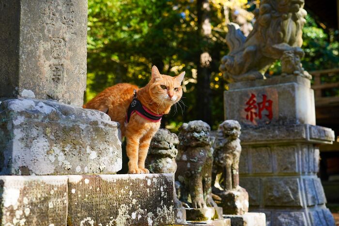 Owner Takes His 2 Cats On His Travels Around Japan And Their Instagram Is Purrfect (New Pics)