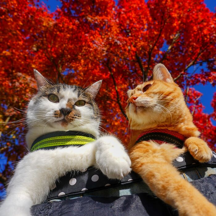 Owner Takes His 2 Cats On His Travels Around Japan And Their Instagram Is Purrfect (New Pics)