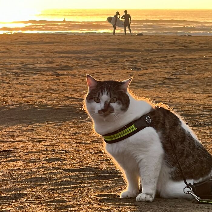 Owner Takes His 2 Cats On His Travels Around Japan And Their Instagram Is Purrfect (New Pics)