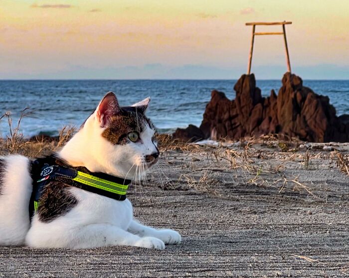 Owner Takes His 2 Cats On His Travels Around Japan And Their Instagram Is Purrfect (New Pics)