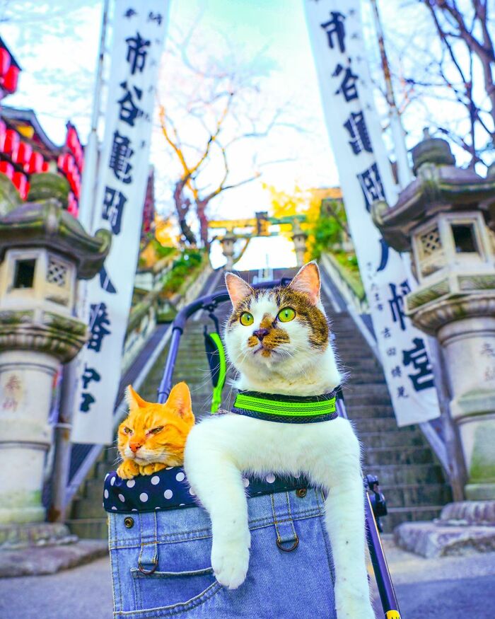 Owner Takes His 2 Cats On His Travels Around Japan And Their Instagram Is Purrfect (New Pics)