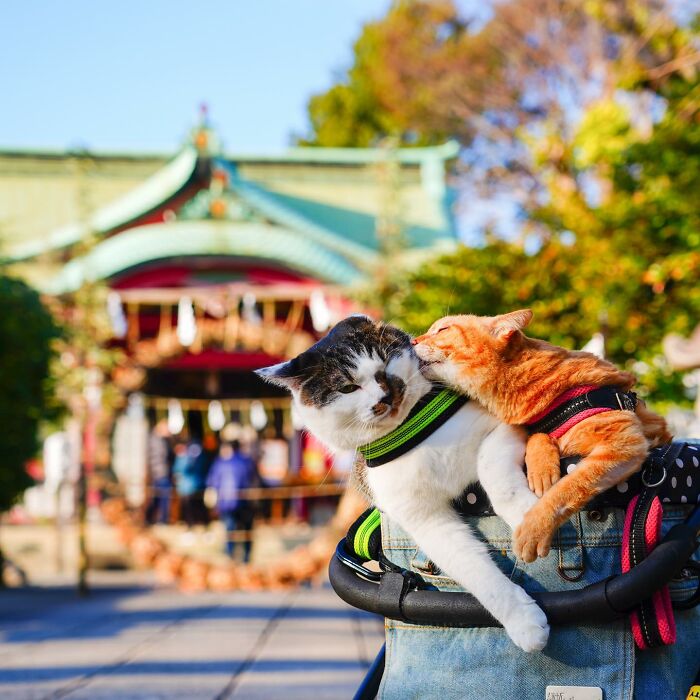 Owner Takes His 2 Cats On His Travels Around Japan And Their Instagram Is Purrfect (New Pics)