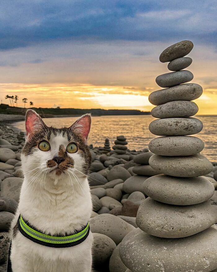 Owner Takes His 2 Cats On His Travels Around Japan And Their Instagram Is Purrfect (New Pics)