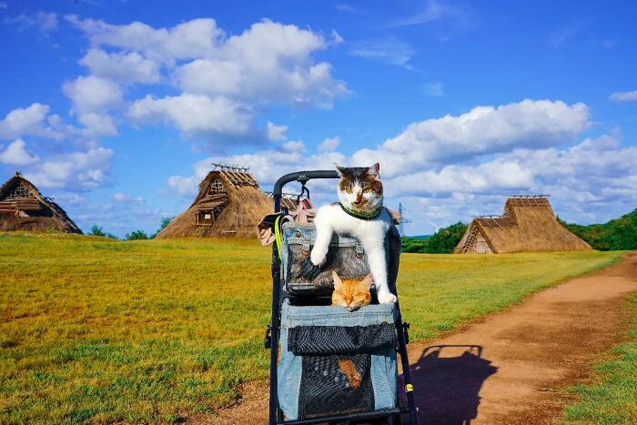 Owner Takes His 2 Cats On His Travels Around Japan And Their Instagram Is Purrfect (New Pics)