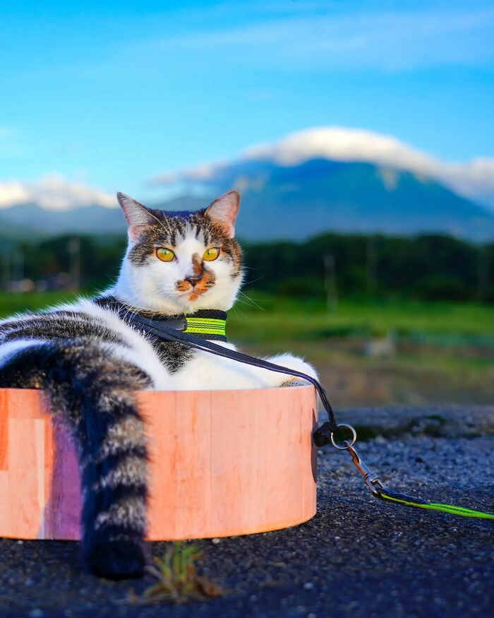 Owner Takes His 2 Cats On His Travels Around Japan And Their Instagram Is Purrfect (New Pics)