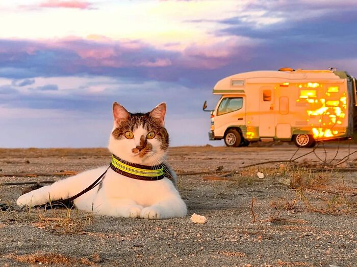 Owner Takes His 2 Cats On His Travels Around Japan And Their Instagram Is Purrfect (New Pics)