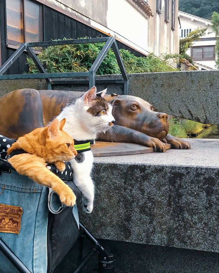 Owner Takes His 2 Cats On His Travels Around Japan And Their Instagram Is Purrfect (New Pics)