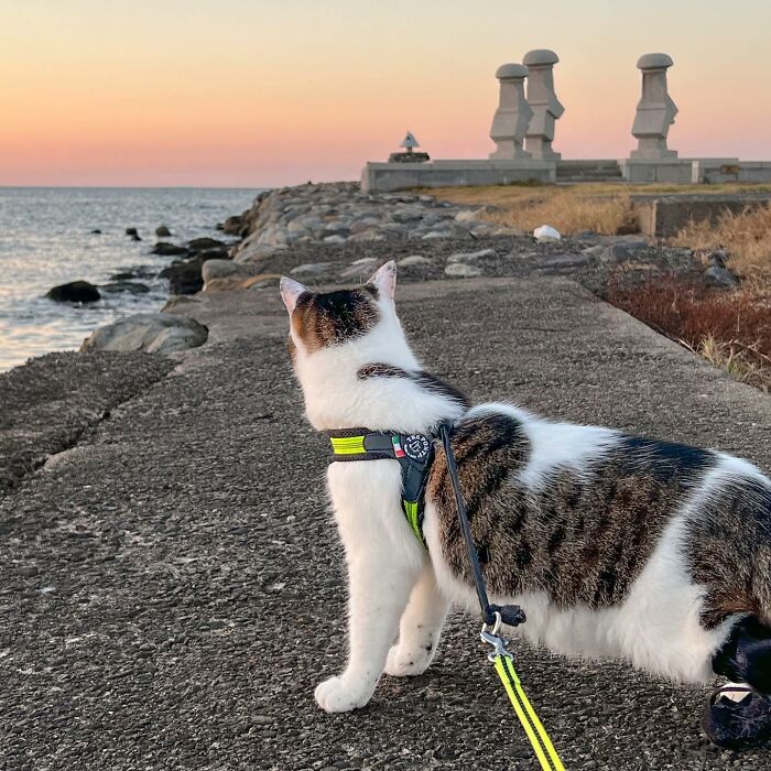 Owner Takes His 2 Cats On His Travels Around Japan And Their Instagram Is Purrfect (New Pics)