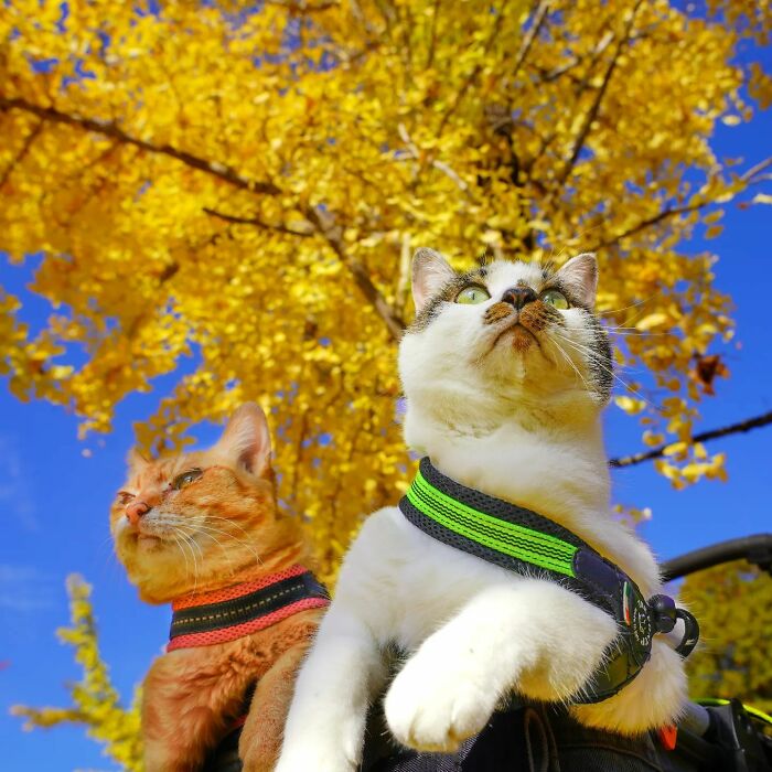 Owner Takes His 2 Cats On His Travels Around Japan And Their Instagram Is Purrfect (New Pics)