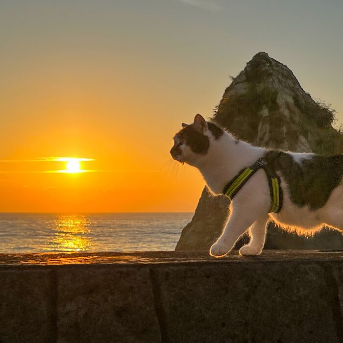 Owner Takes His 2 Cats On His Travels Around Japan And Their Instagram Is Purrfect (New Pics)