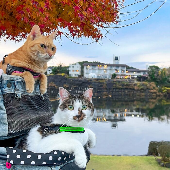 Owner Takes His 2 Cats On His Travels Around Japan And Their Instagram Is Purrfect (New Pics)