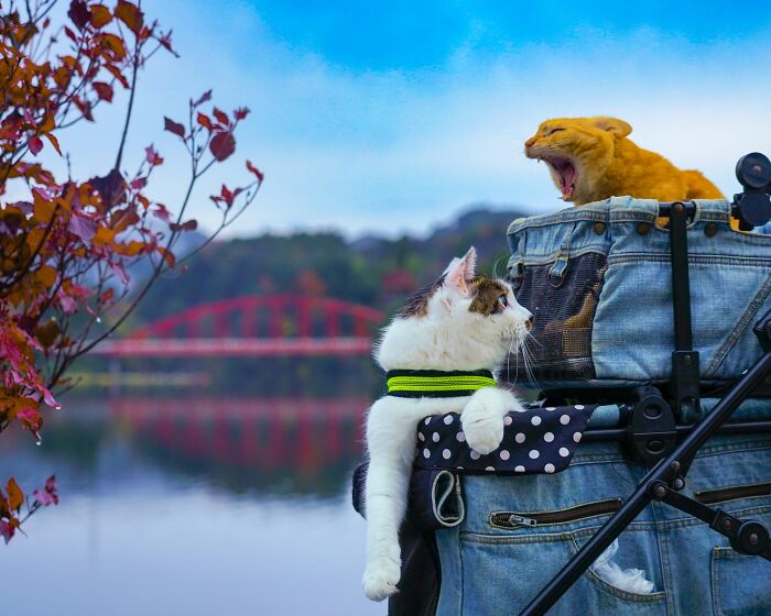 Owner Takes His 2 Cats On His Travels Around Japan And Their Instagram Is Purrfect (New Pics)