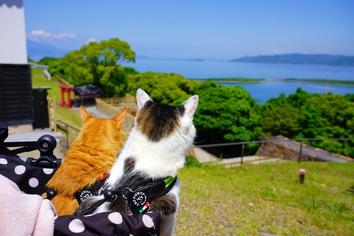 Owner Takes His 2 Cats On His Travels Around Japan And Their Instagram Is Purrfect (New Pics)