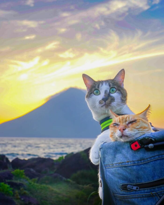 Owner Takes His 2 Cats On His Travels Around Japan And Their Instagram Is Purrfect (New Pics)