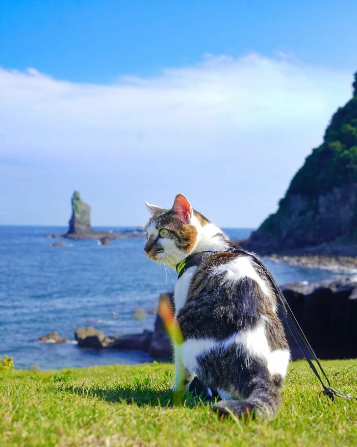 Owner Takes His 2 Cats On His Travels Around Japan And Their Instagram Is Purrfect (New Pics)