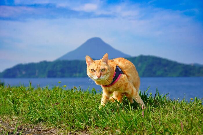 Owner Takes His 2 Cats On His Travels Around Japan And Their Instagram Is Purrfect (New Pics)