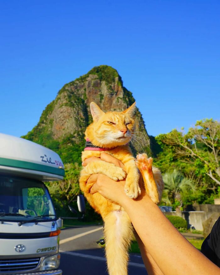 Owner Takes His 2 Cats On His Travels Around Japan And Their Instagram Is Purrfect (New Pics)