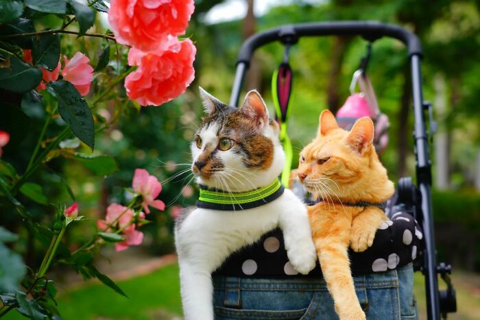 Owner Takes His 2 Cats On His Travels Around Japan And Their Instagram Is Purrfect (New Pics)