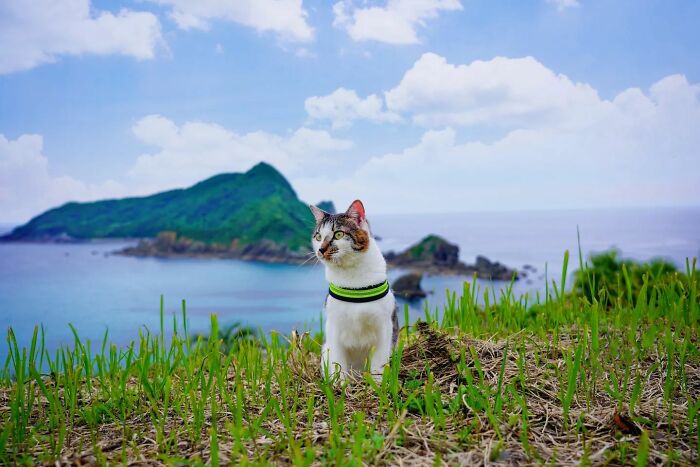 Owner Takes His 2 Cats On His Travels Around Japan And Their Instagram Is Purrfect (New Pics)