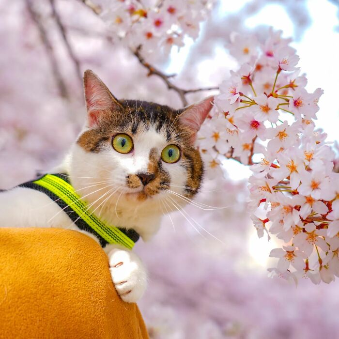 Owner Takes His 2 Cats On His Travels Around Japan And Their Instagram Is Purrfect (New Pics)