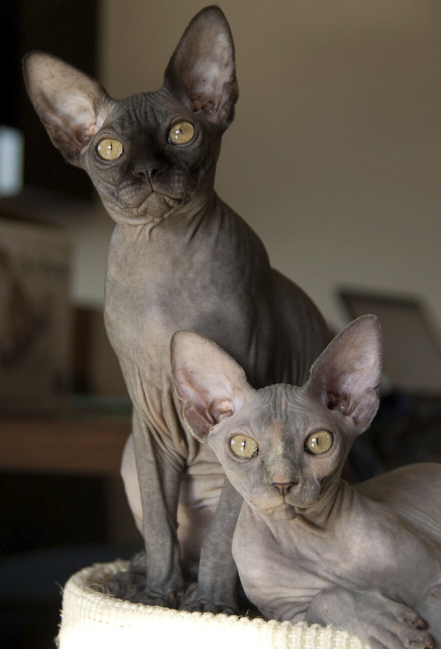 Casper And Chianty From Belgium