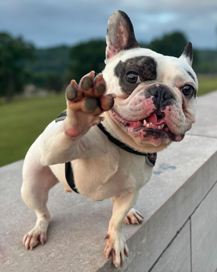 Rebellious Pup Who Failed 3 Adoption Attempts Finds His Perfect Match And Becomes Local Celebrity