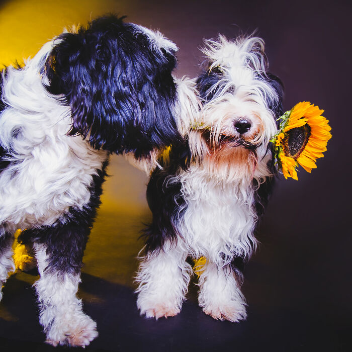 Colorful Pawtraits Of Dogs That I Took (13 Pics)