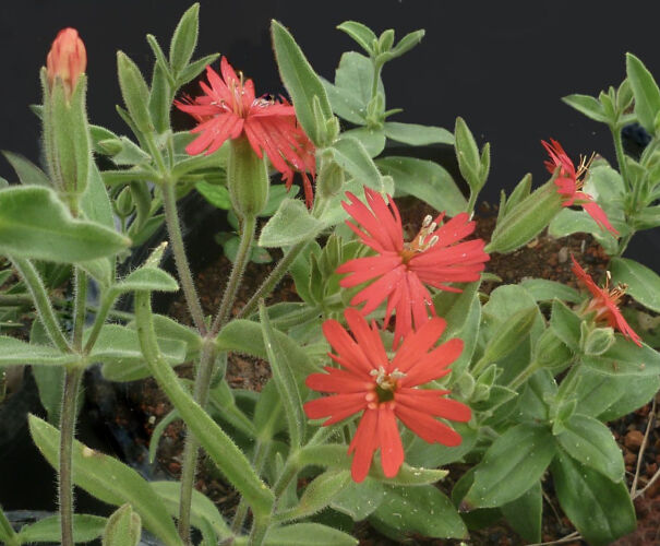 Silene-plant-6716f5eb4d6d9-png.jpg