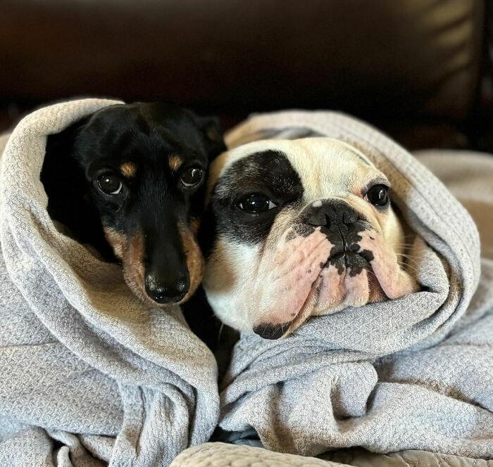 Rebellious Pup Who Failed 3 Adoption Attempts Finds His Perfect Match And Becomes Local Celebrity