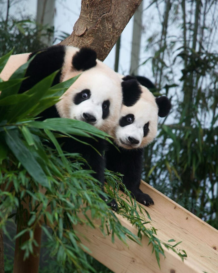 Adorable Panda Twins Are Melting Hearts Online And People Can’t Get Enough