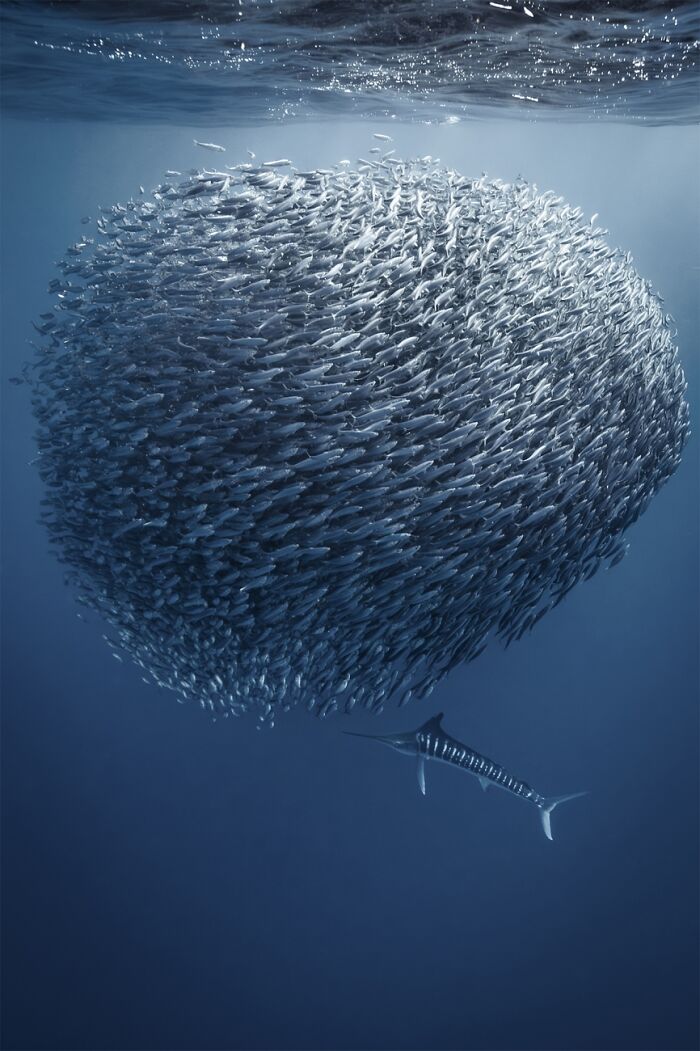 Underwater Life, Honorable Mention: The Orchestra And Its Conductor By Manuel Castellanos Raboso