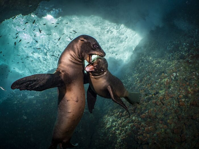 Underwater Life, Honorable Mention: Puppy Love By Anita Verde