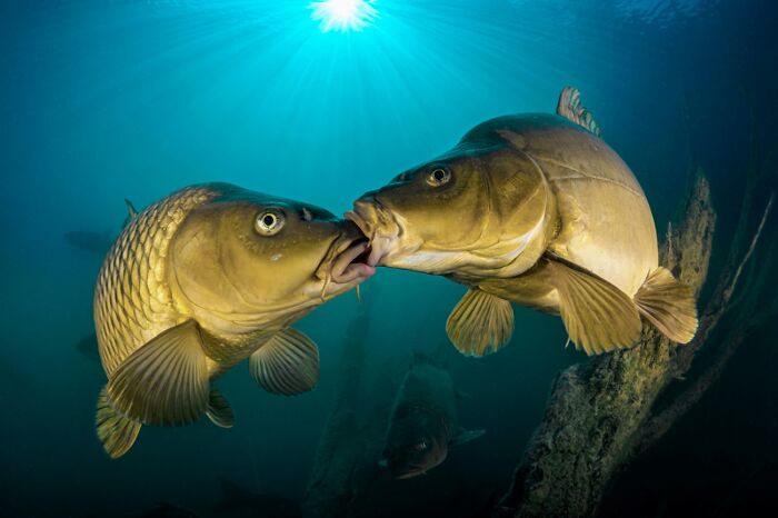 Underwater Life, Honorable Mention: Carp Love By Ferenc Ifj. Lorincz