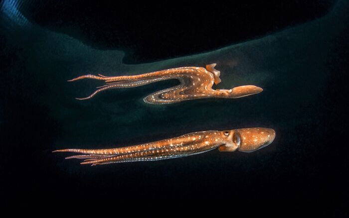 Underwater Life, Honorable Mention: The Ghost By Salvatore Ianniello