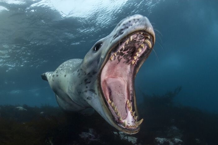 Underwater Life, Honorable Mention: The Scream By Filippo Borghi