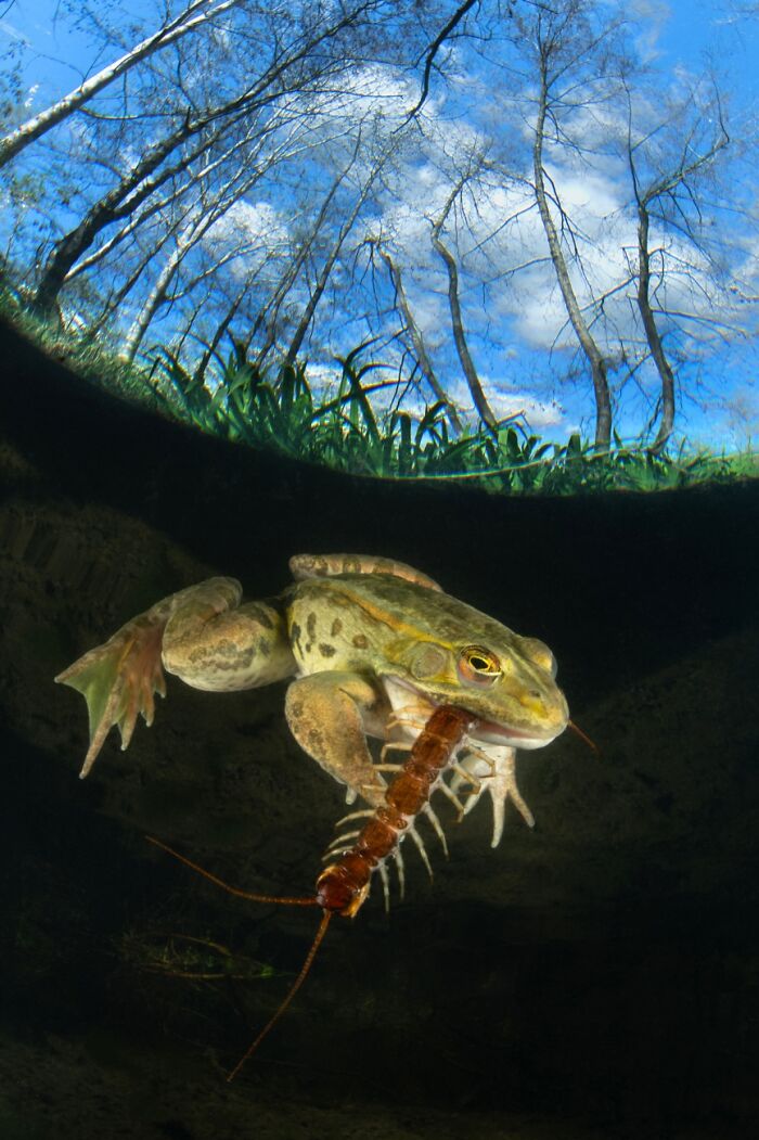 Underwater Life, Honorable Mention: Lunch Time By Alessandro Giannaccini