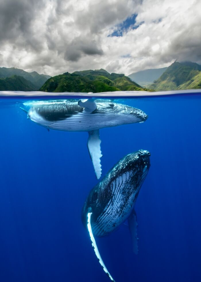 Underwater Life, 3rd Classified: Humpback Nursery By Renee Capozzola