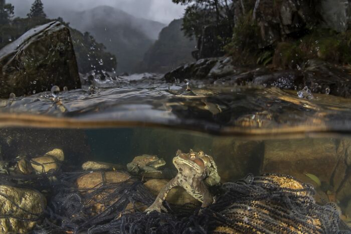 Underwater Life, 2nd Classified: The Rain I’ve Been Waiting For By Kazushige Horiguchi