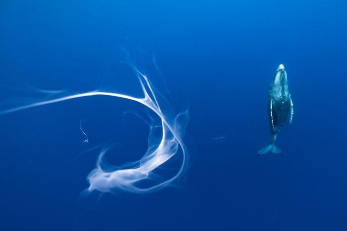 Vida submarina, 1ª Clasificada: Leche de ballena Por Karim Iliya