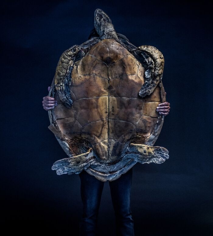 Documentary & Photojournalism, Remarkable Artwork: Sea Turtle Confiscated In Europe By Britta Jaschinski