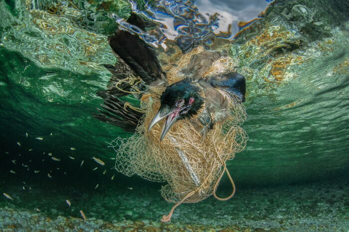 Documentary & Photojournalism, Remarkable Artwork: Brutal Death By Alessandro Giannaccini By Alessandro Giannaccini