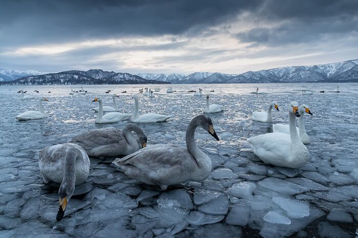 Animals In Their Environment, Honorable Mention: Cold Waters By Igor Altuna