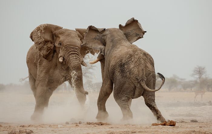 Animales en su entorno, Mención Honorífica: Batalla entre gigantes, de Valentino Morgante