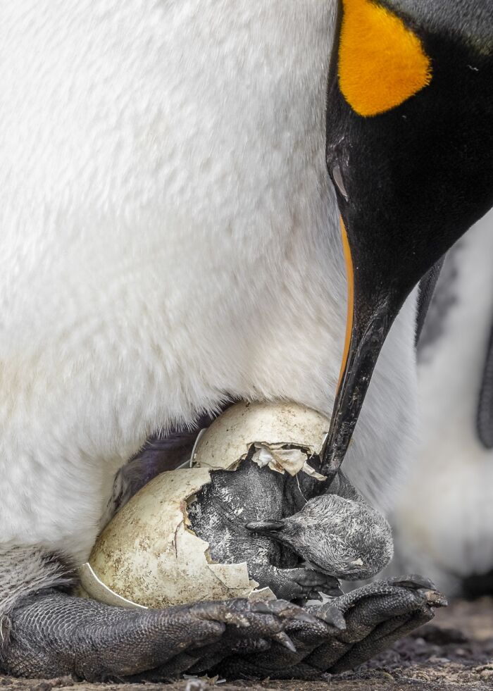 Animales en su entorno, Mención Honorífica: Dinastía de Pingüinos: La primera mirada del heredero Por Adriana Basques