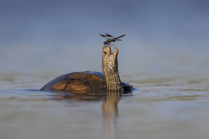 Animales en su entorno, Mención Honorífica: La tortuga feliz, de Tzahi Finkelstein