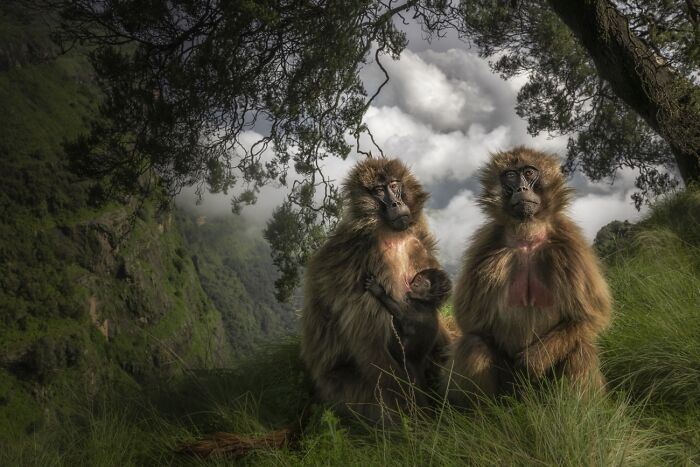 Animales en su entorno, Mención Honorífica: Familia Gelada por Marco Gaiotti